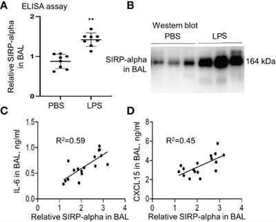 Soluble SIRP-Alpha Promotes Murine Acute Lung Injury Through Suppressing Macrophage Phagocytosis